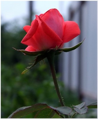 DSCF8984.JPG