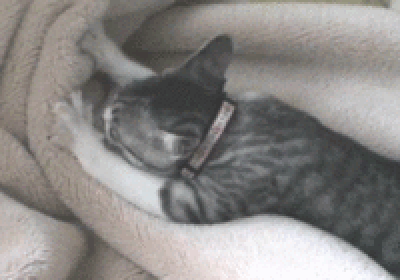 th__d74a1108634293cde5bc6de141a047d7.gif